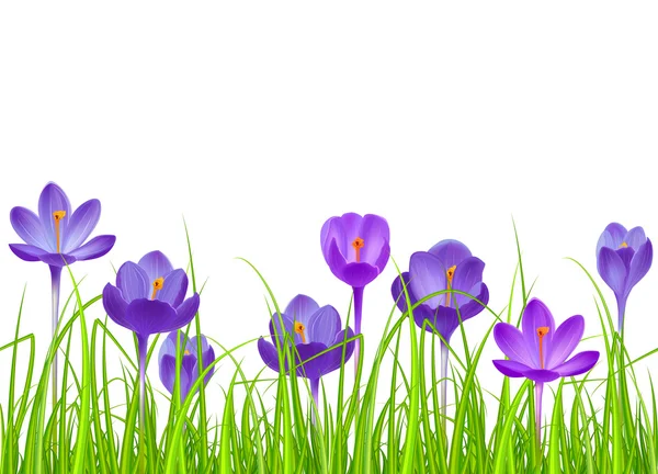 Seamless horizontal border with blue crocuses.  Seamless pattern for your design, easter greeting cards, announcements, posters. — Stockový vektor