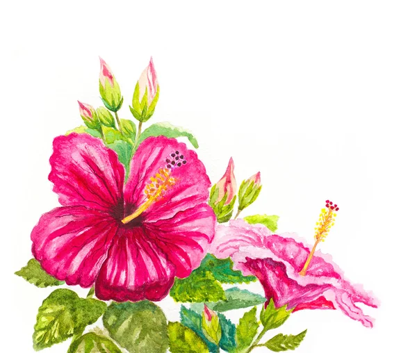 Aquarelle fond hibiscus. illustration peinte à la main — Photo