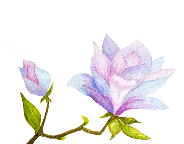 水彩手绘玉兰花和白色衬底上的芽 — 图库照片