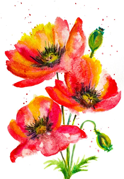 水彩手绘与溅起红色罂粟花组成 — 图库照片