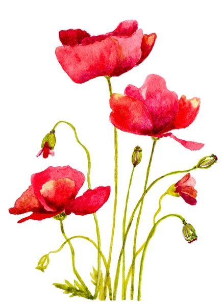 Rote Mohnblumen Aquarell handgemachte Malerei — Stockfoto