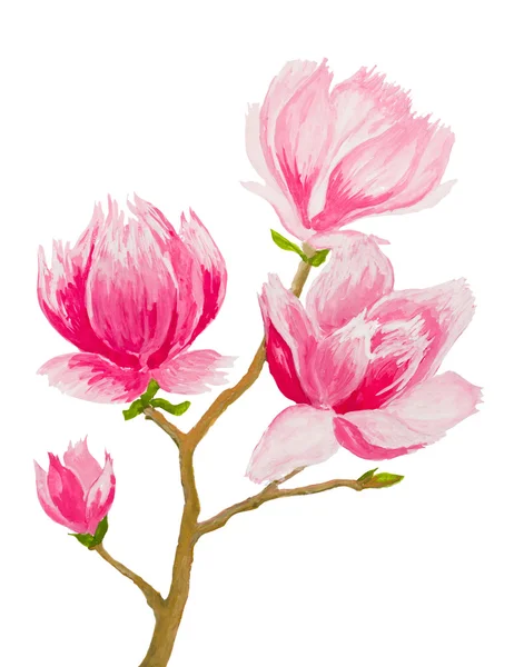 Hand painted pink magnolia twig on white — Stock Photo, Image