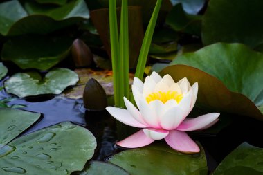 Lotus çiçeği su. Nilüfer çiçek açan