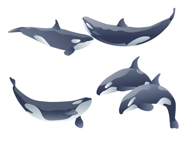 Conjunto de ballenas asesinas de dibujos animados muestran en blanco. ilustración vectorial — Vector de stock