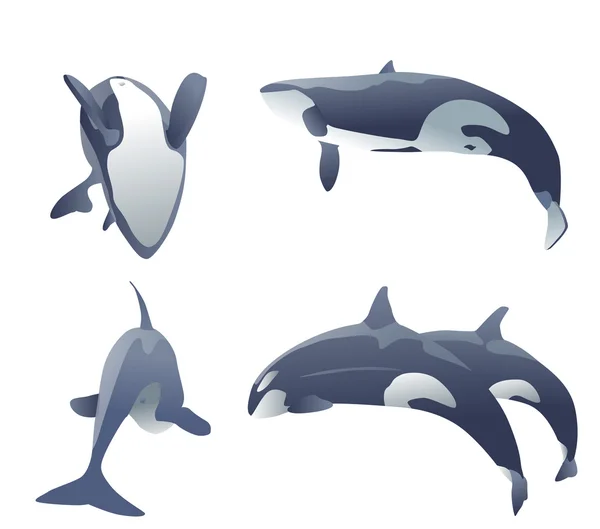 Conjunto de orcas saltando sobre blanco. ilustración vectorial — Vector de stock