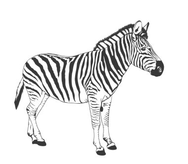 Zebra çizim siluet. vektör çizim