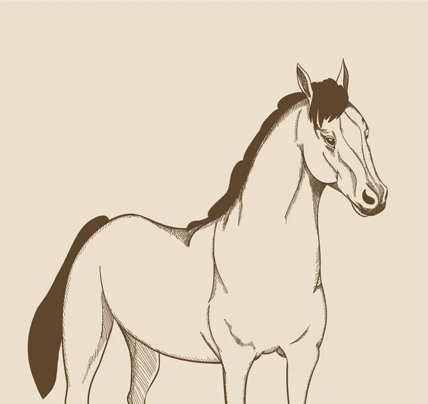 Paard tekenen. vectorillustratie — Stockvector