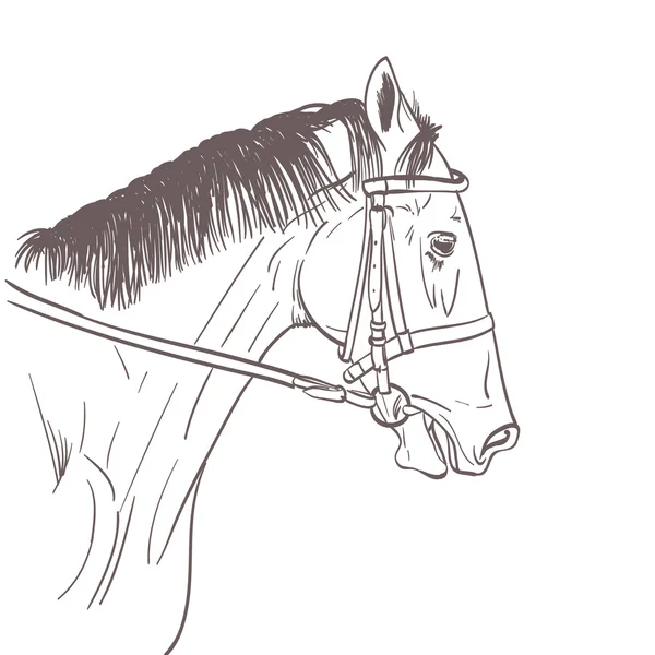 Cavalo cabeça linha arte desenho em branco. vetor —  Vetores de Stock