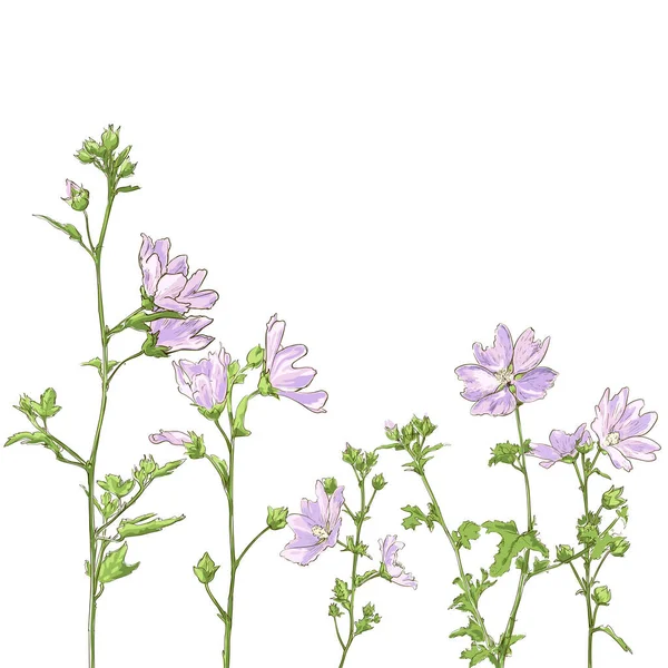 Light Purple Wildflowers White Background Natural Herbal Flower Illustration Invitations — Stockvector