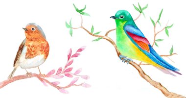 Beyaz dalların üzerinde oturan suluboya kuşlar. El çizimi illüstrasyon