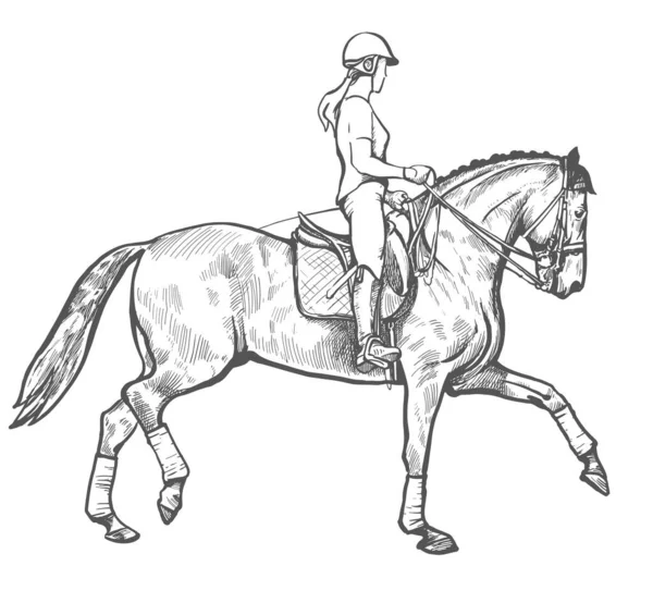 Dibujo Una Joven Jinete Realizando Entrenamiento Doma Equitación Semental Caballo — Archivo Imágenes Vectoriales