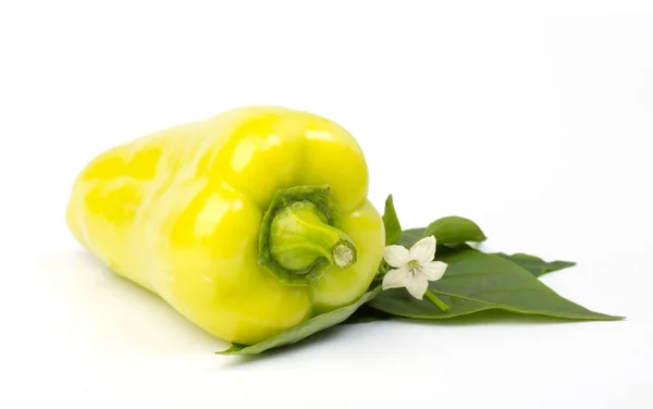 Green Yellow Pepper Leaves Flower Fresh Vegetable Photo — Stock Photo, Image