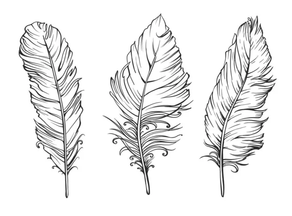 Ensemble Trois Plumes Dessinées Sur Blanc Illustration Vectorielle — Image vectorielle