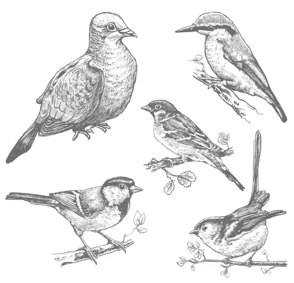 Set Birds Hand Drawn Illustrations Sketches Pigeon Sparrow Kingfisher Tit — Wektor stockowy