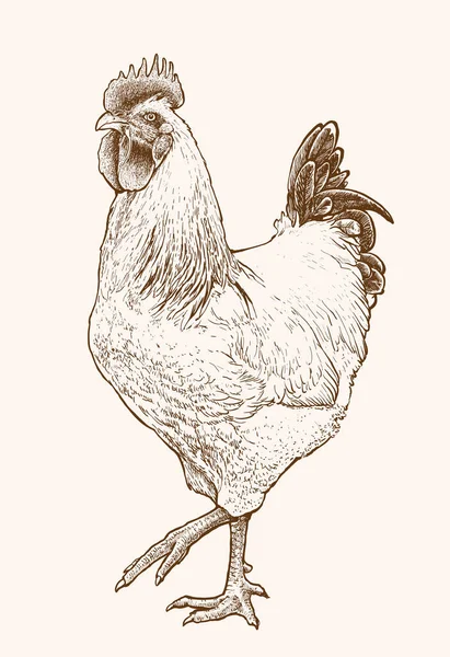 Ilustración Vectores Gallo Dibujado Mano Realista Dibujo Tinta Monocromática Gallo — Archivo Imágenes Vectoriales