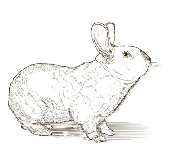 Векторный рисунок кролика на белом — стоковый вектор