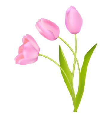 beyaz üzerine üç nazik Pembe Laleler