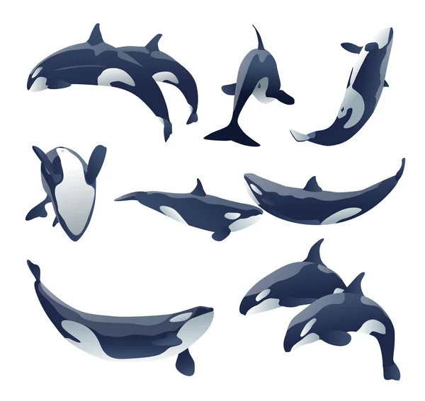 Shamu Killerwal Show Vektor Set Illustration — Stockvektor