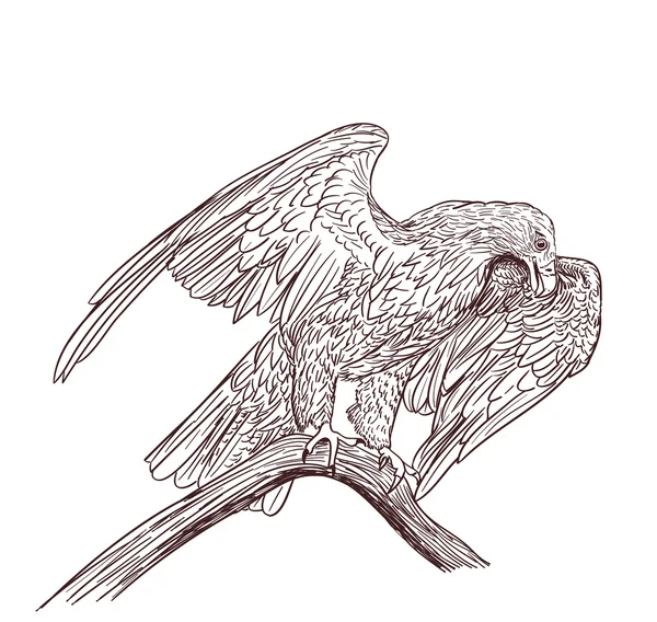 Dibujo monocromo águila en blanco — Vector de stock