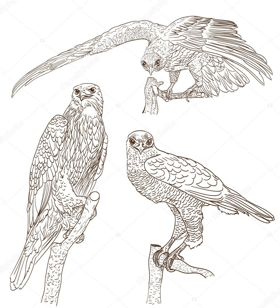 set of drawings of birds of prey