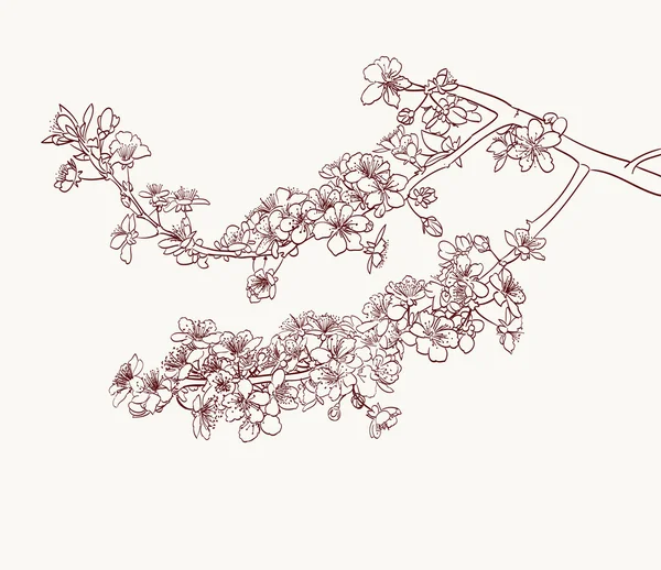 Sakura flowers drawing — Stock Vector