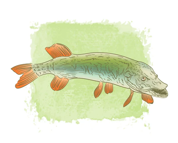 Süßwasser Hecht Fischfarbe Zeichnung auf Aquarell Hintergrund — Stockvektor