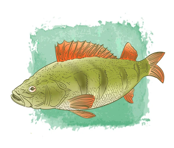 Süßwasserfische Farbe Zeichnung auf Aquarell Hintergrund — Stockvektor