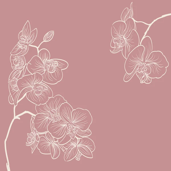 Orquídea flores ilustración como marco fondo — Vector de stock