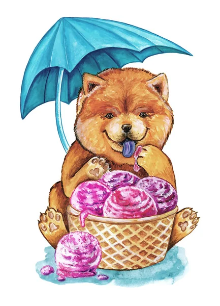 Puppy chow chow eats ice cream, isolated on a white background