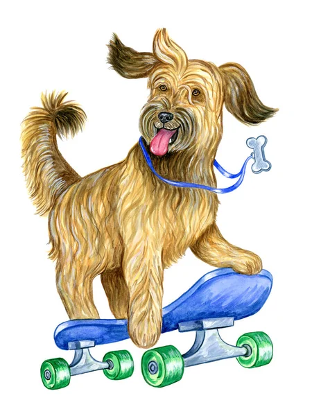 Dog Skateboard Isolated White Background 스톡 사진