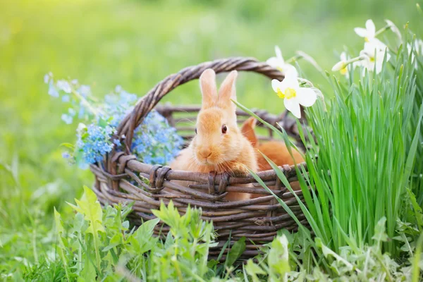 Red rabbits outdoor — Stock Photo, Image
