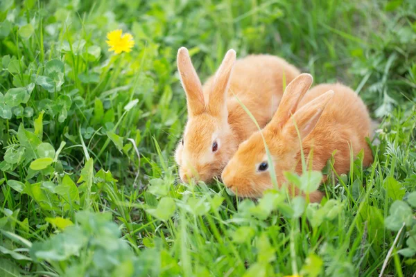 Två små kaniner utomhus — Stockfoto