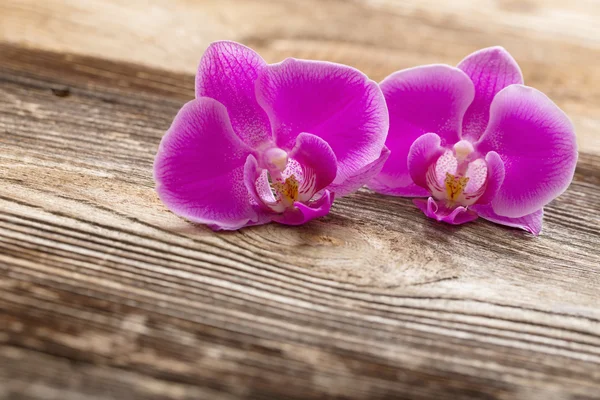 Fleurs d'orchidée rose sur un fond en bois — Photo