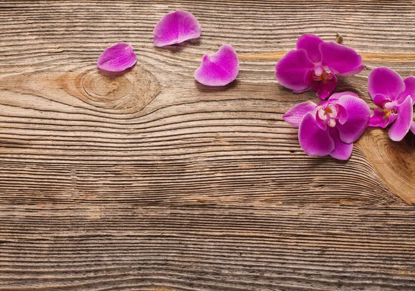 Flores de orquídea rosa sobre un fondo de madera —  Fotos de Stock