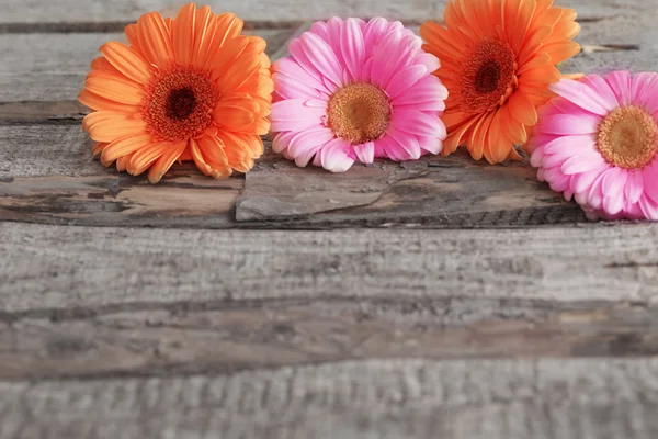 Gerbera цветы на деревянном фоне — стоковое фото