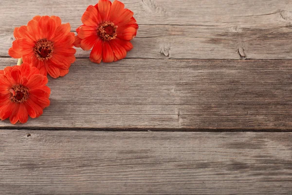 Flor de zinnia sobre fondo de madera — Foto de Stock