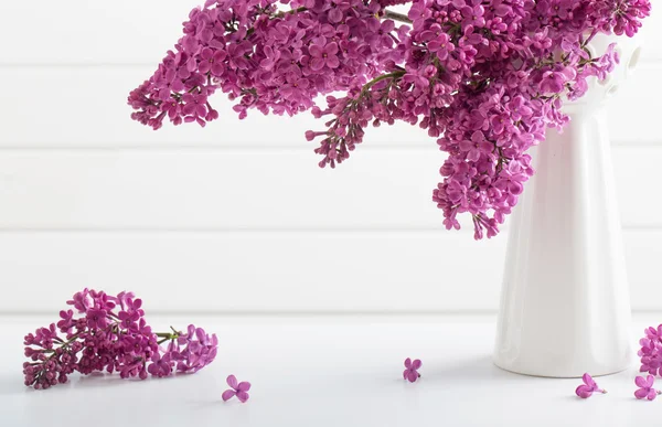 La belle lilas sur fond blanc — Photo