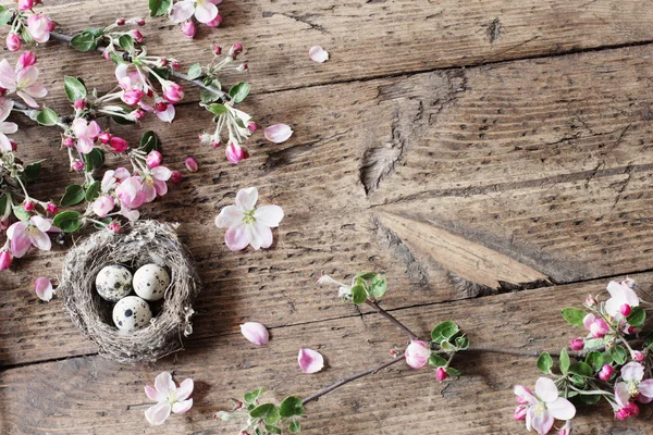 Egg in nest with pink flowers — Stock Photo, Image