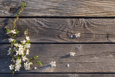 ahşap arka plan üzerinde kuş kiraz Şubesi