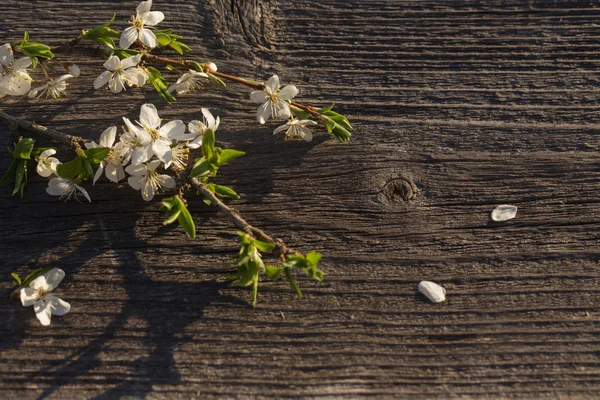 Ramo di ciliegio uccello su uno sfondo di legno — Foto Stock
