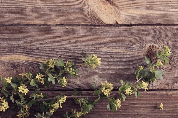 Rama de primavera sobre fondo de madera — Foto de Stock