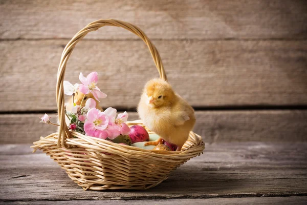 Chicken with Easter eggs on wooden background — Stock Photo, Image