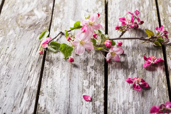 Fiori di mela su sfondo di legno — Foto Stock