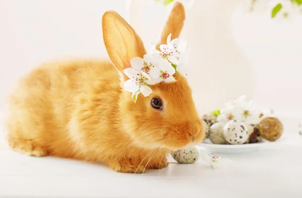 Lapin rouge avec des œufs de Pâques sur fond blanc — Photo