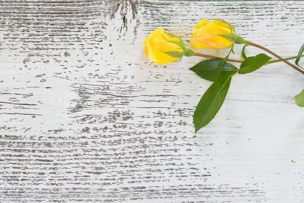 Rose gialle su sfondo bianco in legno — Foto Stock