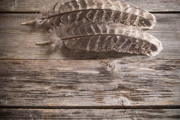 Feather on the wooden table — Stock Photo, Image