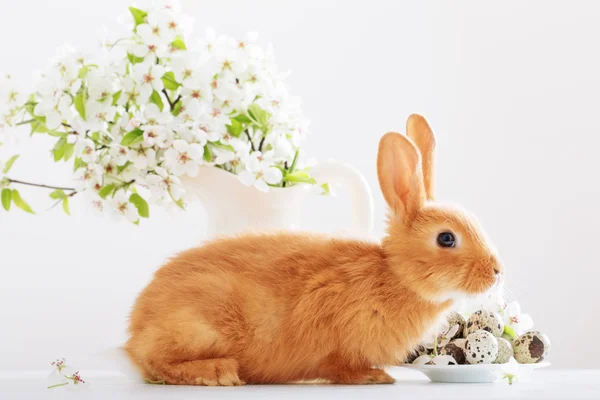 Red rabbit with Easter eggs on white background — Stock Photo, Image