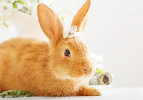 Lapin rouge avec des œufs de Pâques sur fond blanc — Photo