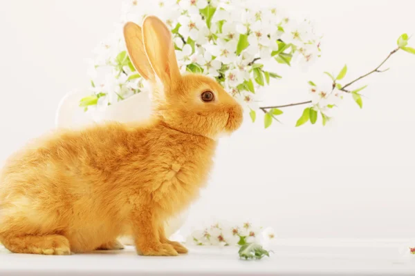 Red rabbit with Easter eggs on white background — Stock Photo, Image