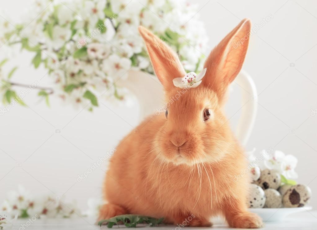 Red rabbit with Easter eggs on white background